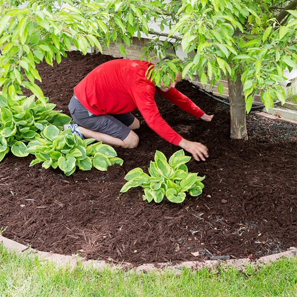 mulch installation is a cost-effective option for maintaining the health and appearance of your garden over time